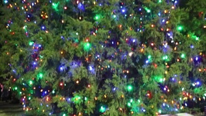MCCS Tree Lighting illuminates holiday season