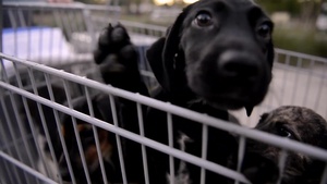 Charleston Humane Society Hurricane Relief