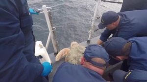 Coast Guard Cutter Cushing crew helps release 27 sea turtles