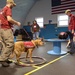 Paws from the Heart: Caring Angels Therapy Dogs