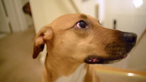 All Hands Update: Pets on the Move