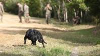 Nose for Trouble: Military Working Dogs add a dimension to detection
