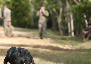 Nose for Trouble: Military Working Dogs add a dimension to detection