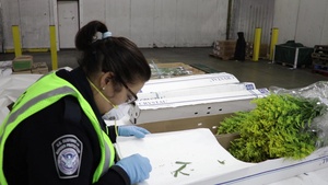 CBP Flower Inspection B-Roll