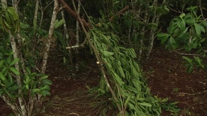 Exercise COPE NORTH 17 Jungle Training Part 1 (B-Roll)
