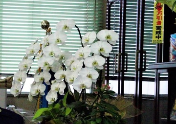 Colonel Cotton Saves Local Woman's Life