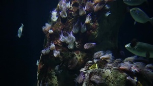Oceanographic