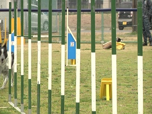 Sasebo Dog Training
