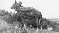 Camp Pendleton's 75th Anniversary: Staff Sgt Reckless