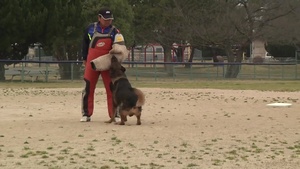 All Hands Update: Dog Training