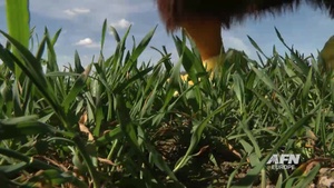 Easter Eagle