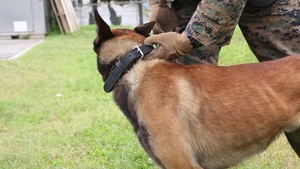 Marines & Military Dogs with 3rd Law Enforcement Battalion search for explosives...and Easter eggs