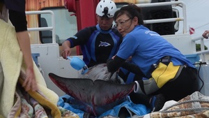 Unexpected Whale-Coming