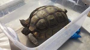 Save the Tortoises