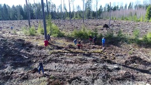 Earth Day tree planting in Estonia B-Roll