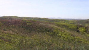 Wildflowers Bombard Camp Pendleton