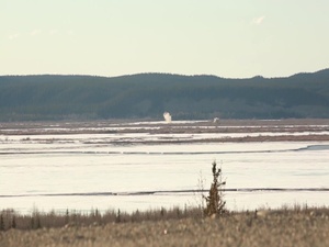 5th ANGLICO Marines support Northern Edge 17