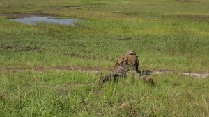 Fire and Maneuver: 2/8 Marines attack the range