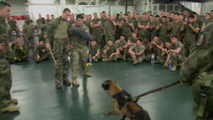 French Devil Dogs