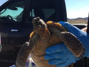 Save the tortoises