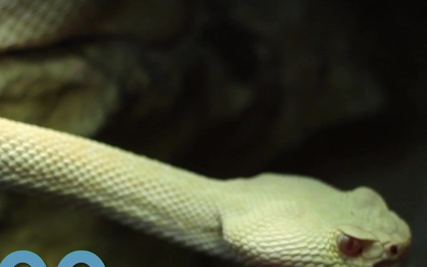 Air Force Cyber Secure PSA 2.0