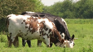 DDay73:  Got Milk? (Web)
