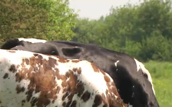 DDay73:  Got Milk? (Web)