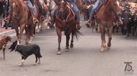 San Diego Cattle Drive