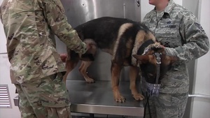 Base Veterinarian