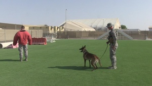 Military Working Dog - A Defender's Best Friend