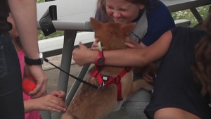 Dog Heat Safety