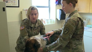 Dr. Daniela Roberts, Army Veterinarian