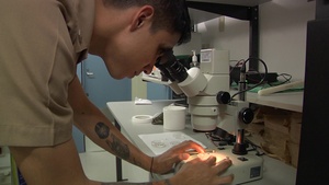 All Hands Update: Health Clinic Sasebo captures and studies mosquitos.