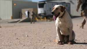 ITX 5-17 Specialized Search Dog Demonstration