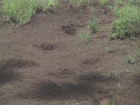 Marine Wing Support Squadron 171 trains using M67 fragmentation grenade (Package/Pkg)