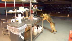 Day 3 Military Working Dog Training