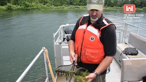 Hydrilla Treatment in Cayuga Lake