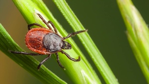 Summer Ticks