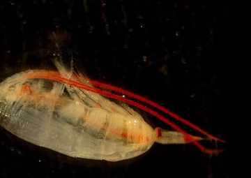 Oceanographic Science Aboard Coast Guard Cutter Maple During 2017 Northwest Passage Transit