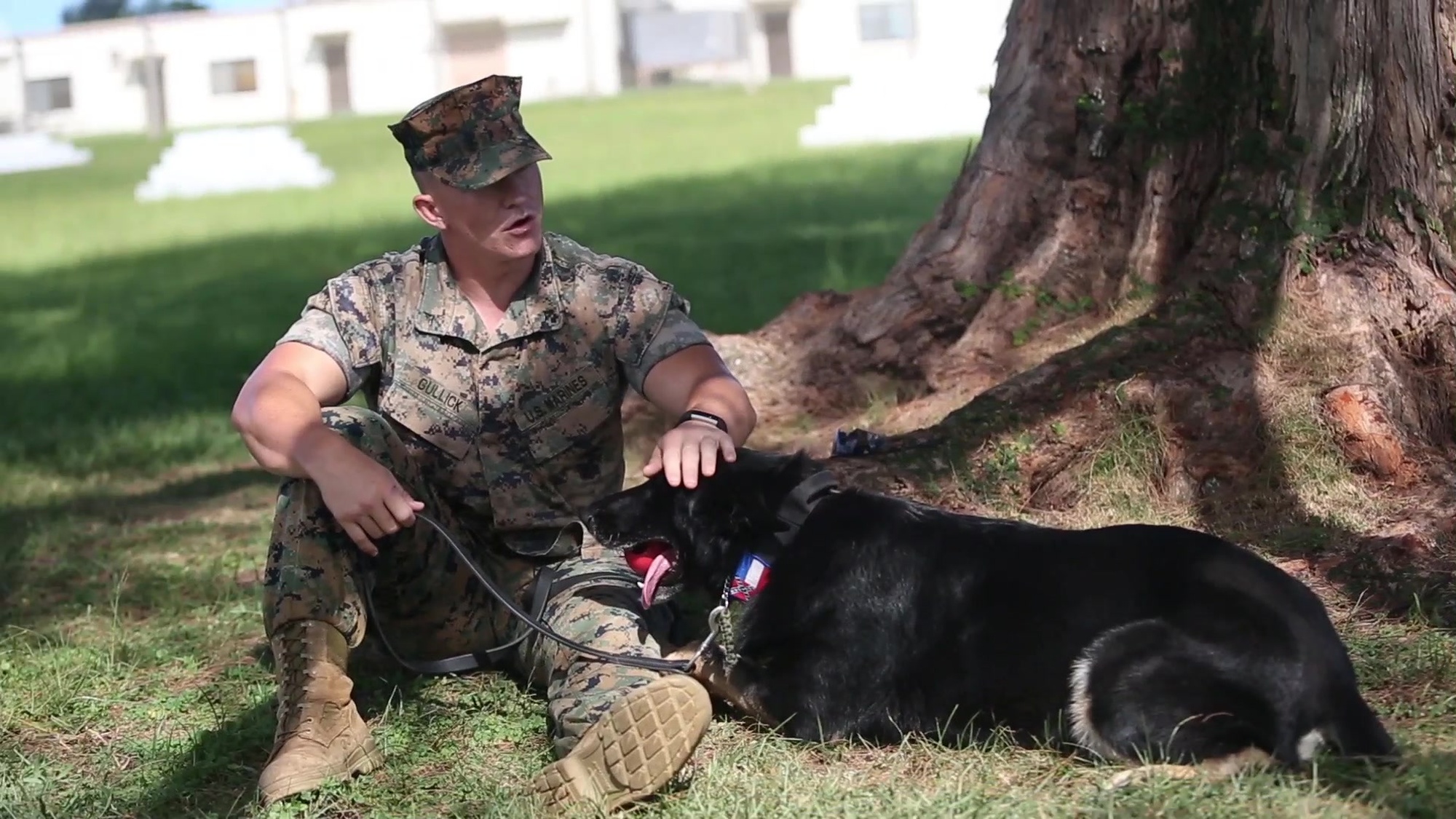 DOD/MWD K-9 Obstacle course