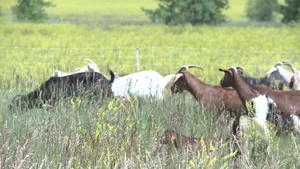 Goats Come to Malmstrom