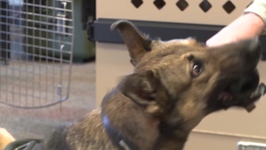 Malmstrom's Military Working Dogs