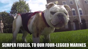 National Dog Day Marine Corps Style
