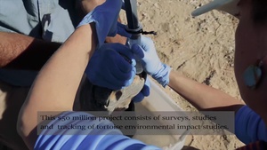 Desert Tortoise Translocation