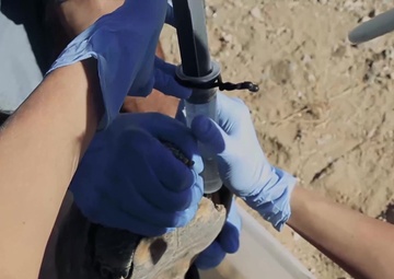 Desert Tortoise Translocation