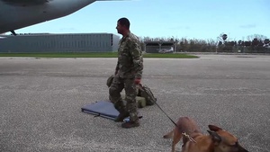 Border Patrol Canines Assist in Hurricane Maria Relief Mission