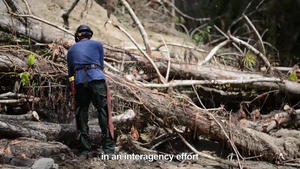 U.S. Forest Service helps clear out roads in Puerto Rico