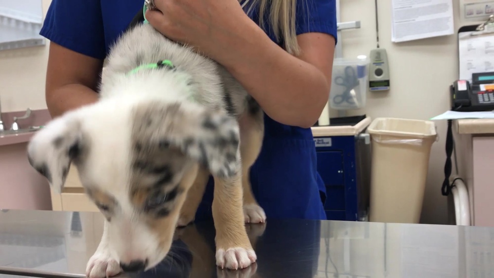 DVIDS Video Luke AFB Veterinary Clinic