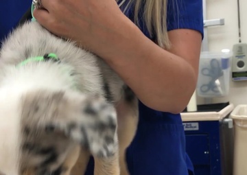 Luke AFB Veterinary Clinic