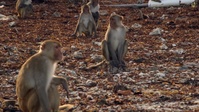 Monkey Island